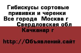 Гибискусы сортовые, прививки и черенки - Все города, Москва г.  »    . Свердловская обл.,Качканар г.